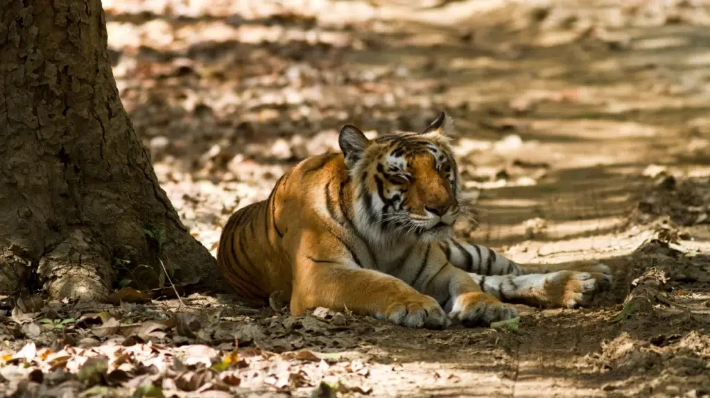 jim corbett national park Singh India Holiday